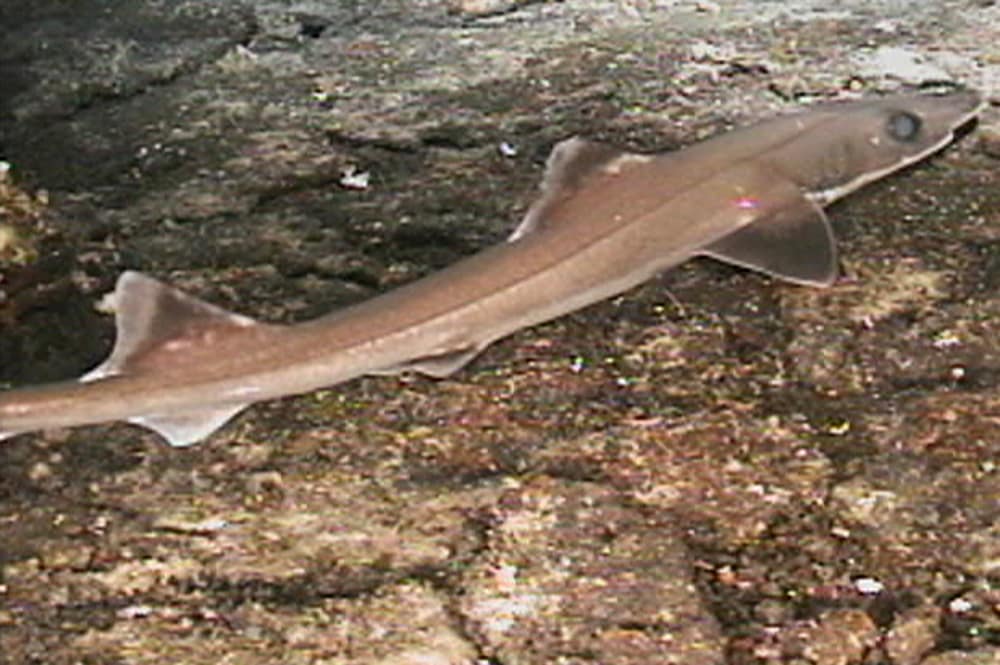 GollumAttenuatusmacauley1