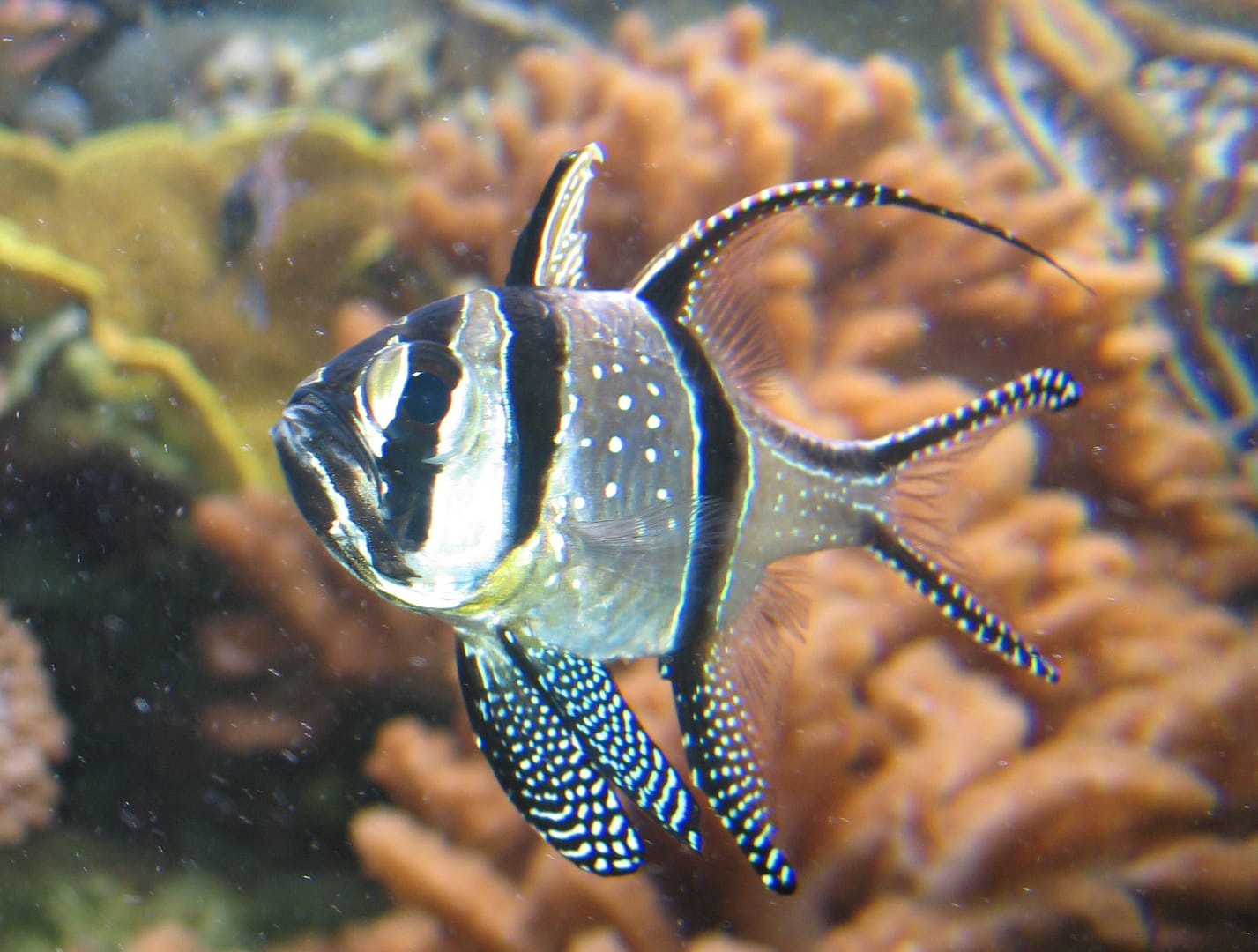 Pterapogon_kauderni_NEA