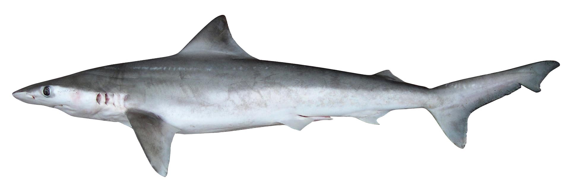 Carcharhinus_borneensis