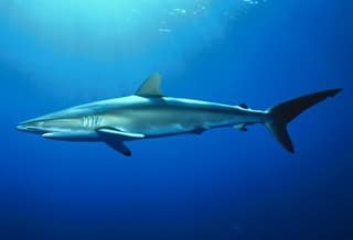 CARCHARHINUS AMBLYRHYNCHOIDES