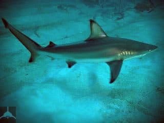 CARCHARHINUS LEIODON