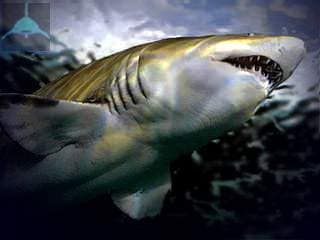 SQUALO TORO INDIANO - Carcharias tricuspidatus