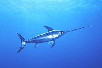 PESCE SPADA - Xiphias gladius