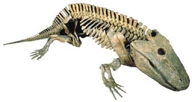 LIVONIANA - Livoniana multidentata