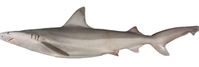 CARCHARHINUS FITZROYENSIS
