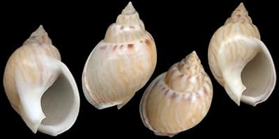 LUMACHINO TOMBOLINO - Nassarius mutabilis