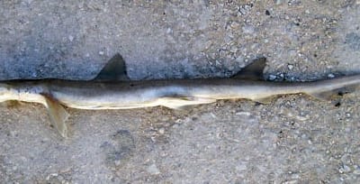 SQUALO SEGUGIO DAI BARBIGLI - Leptocharias smithii