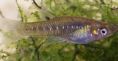 GIRARDINUS MICRODACTYLUS