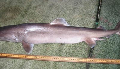 SQUALO COCCODRILLO - Pseudocarcharias kamoharai