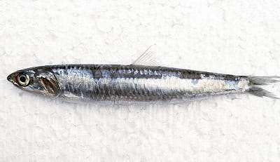 ACCIUGA - Engraulis encrasicholus