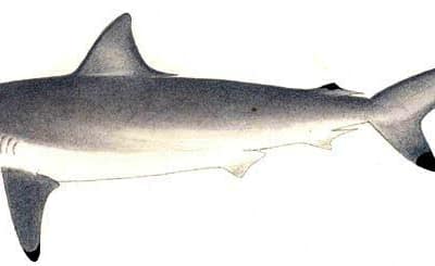 CARCHARHINUS SORRAH
