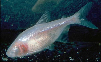 CARACIDE CIECO DELLE CAVERNE - Astyanax jordan