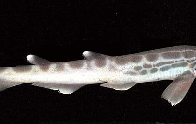 BOCCANERA - Galeus melastomus