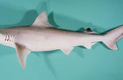 CARCHARHINUS DUSSUMIERI
