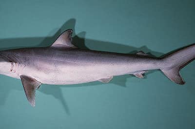 SQUALO TISSITORE - Carcharhinus brevipinna