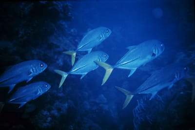 CARANGO CAVALLO - Caranx hippos