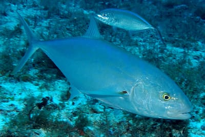 CARANGO MEDITERRANEO - Caranx crysos