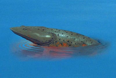 ELPISTOSTEGE - Elpistostege watsoni