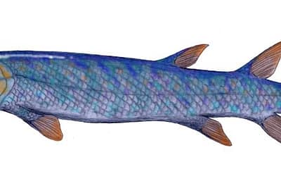 EUSTENOTTERO - Eusthenopteron