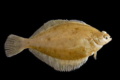 LIMANDA - Limanda limanda