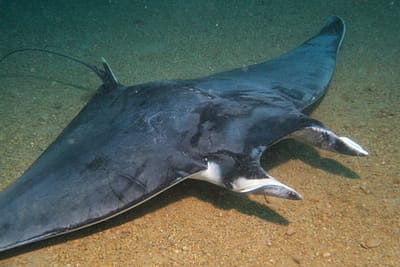 DIAVOLO DI MARE - Mobula mobular