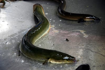 ANGUILLA - Anguilla anguilla