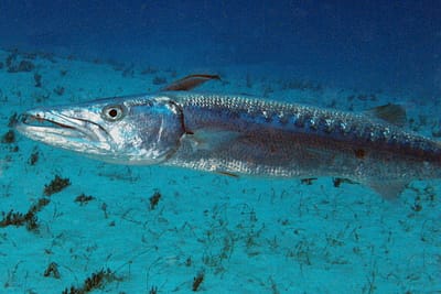 GRANDE BARRACUDA - Sphyraena barracuda