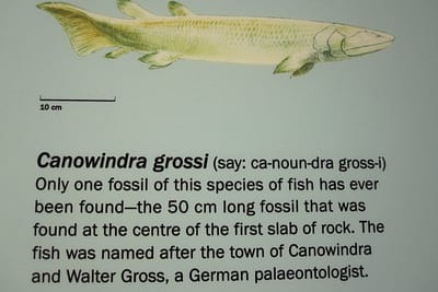 CANOWINDRA - Canowindra grossi