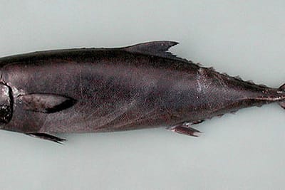 ESCOLAR - Lepidocybium flavobrunneum