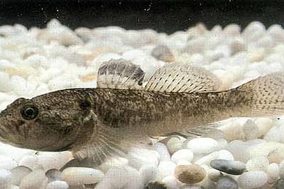 GHIOZZO - Gobius niger