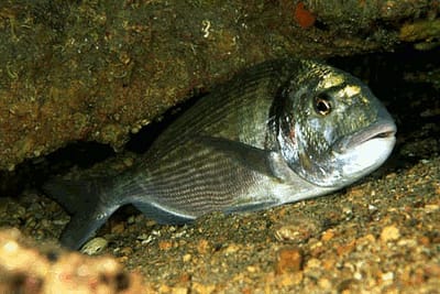 ORATA - Sparus aurata