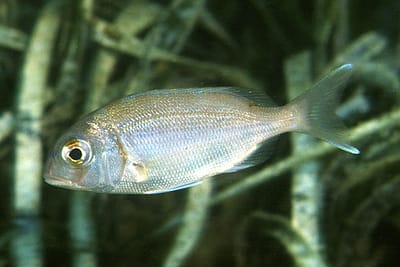 PAGELLO BASTARDO - Pagellus acarne