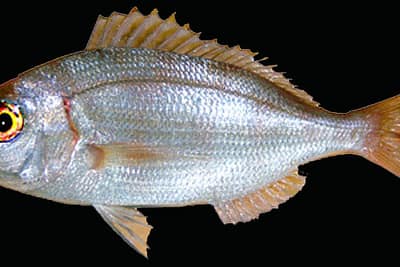 OCCHIONE - Pagellus bogaraveo