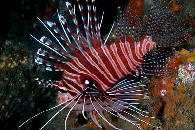 PTEROIS ANTENNATA