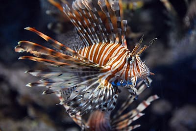 PESCE SCORPIONE - Pterois miles
