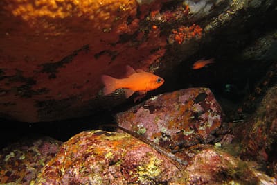 RE DI TRIGLIE - Apogon imberbis