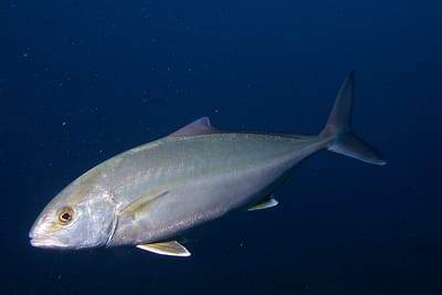 RICCIOLA - Seriola dumerili