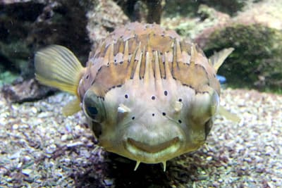 PESCE PORCOSPINO - Diodon holocanthus