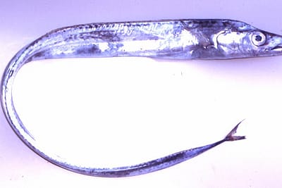 PESCE SCIABOLA - Lepidopus caudatus