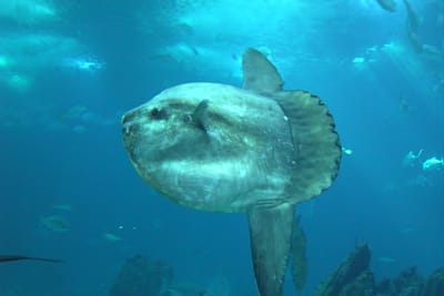 PESCE LUNA - Mola mola