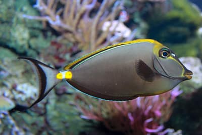 PESCE UNICORNO ARANCIONE - Naso lituratus