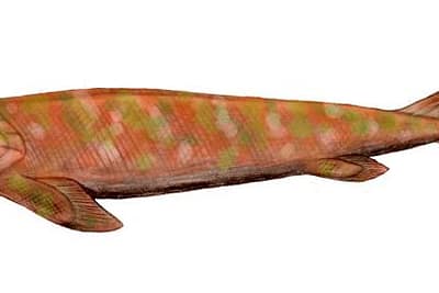 PANDERICHTHYS - Panderichthys rhombolepis