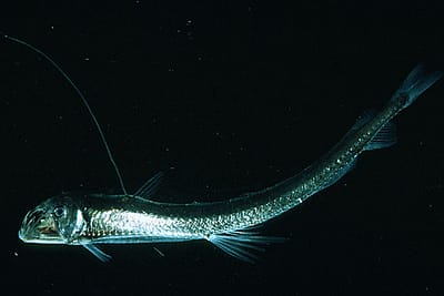 PESCE VIPERA - Chauliodus sloani