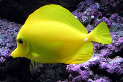 PESCE CHIRURGO GIALLO - Zebrasoma flavescens