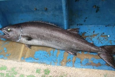 RUVETTO - Ruvettus pretiosus