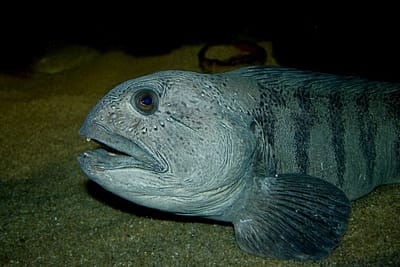 PESCE LUPO - Anarhichas lupus