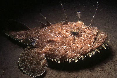 RANA PESCATRICE - Lophius piscatorius