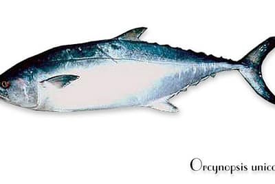 PALAMITA BIANCA - Orcynopsis unicolor