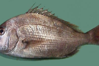 PAGRO - Pagrus pagrus