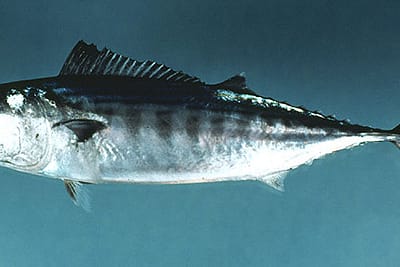 PALAMITA - Sarda sarda